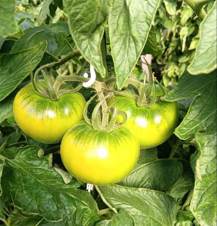 Tomates campo