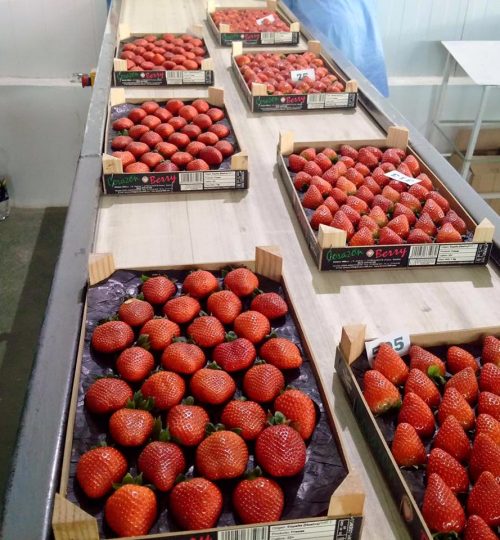 cajas fresas